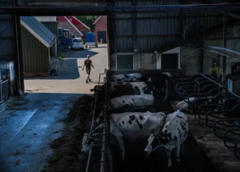 Dave Walsh: “Global starvation, a self inflicted wound we are headed towards.”